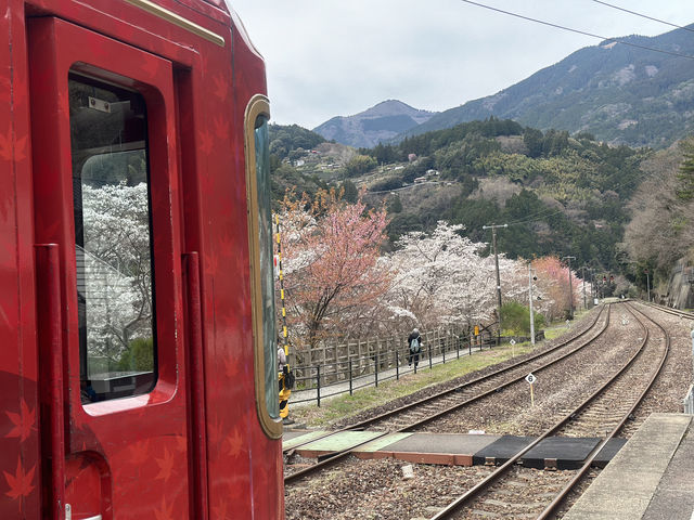 日本三好市-櫻花祭裡最美的車站「大步危車站」，體驗無人秘境