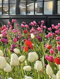This isnt in holland but in Shanghai -Tulips Bloom 🌷 