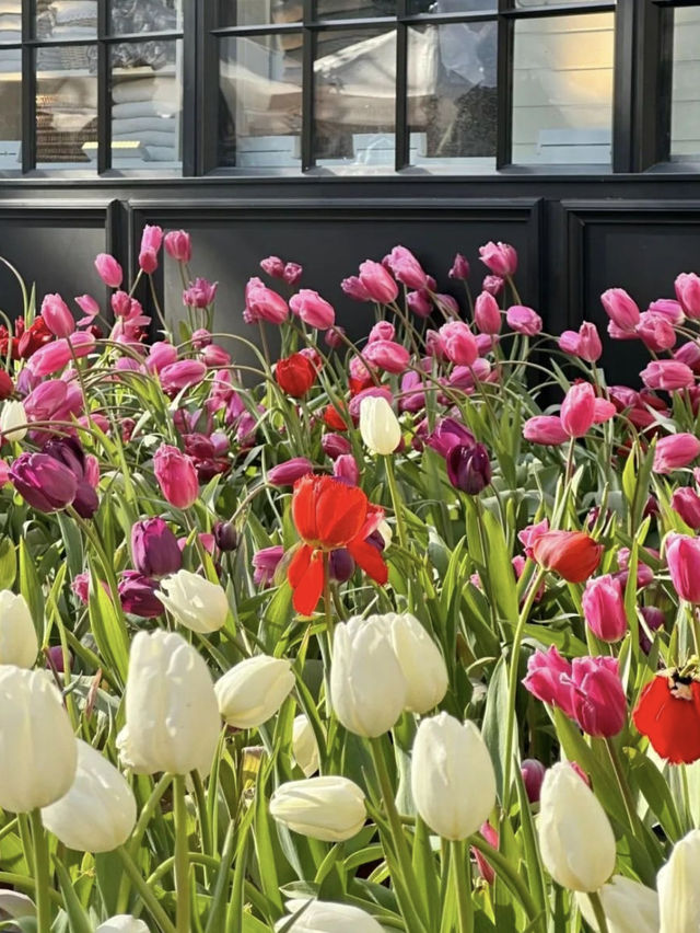 This isnt in holland but in Shanghai -Tulips Bloom 🌷 
