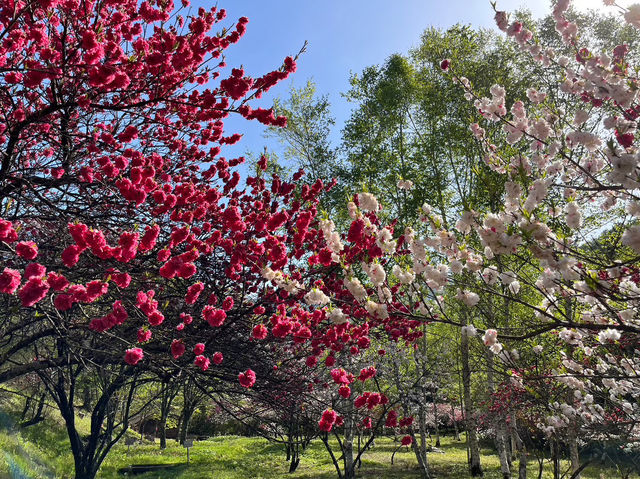 田立の滝群で梅の花をみよう！名瀑×季節の彩り！春の始まりを感じる絶景トレッキングへ🌸💧