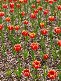 예쁜 튤립보며 데이트하기 🌷