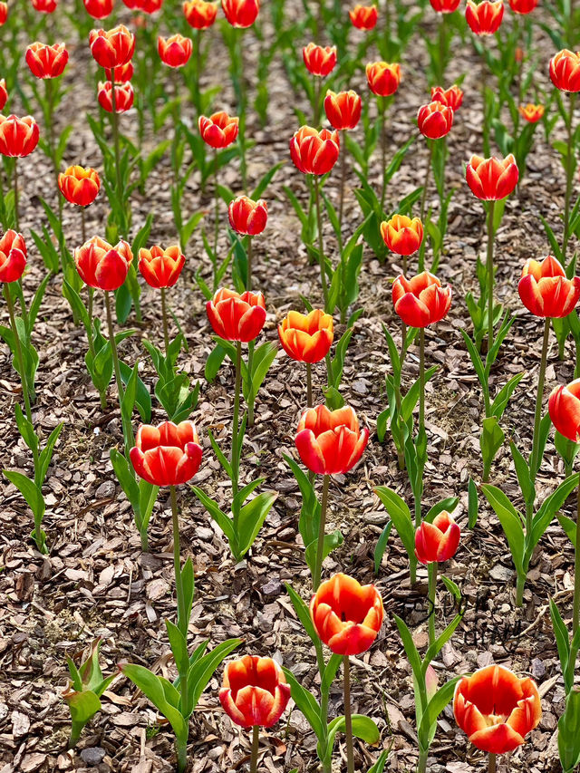 예쁜 튤립보며 데이트하기 🌷