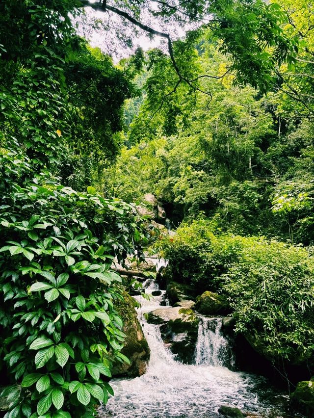 中國雲南騰衝著名景點高黎貢山自然保護區徒步旅行攻略，適合打卡拍照📸
