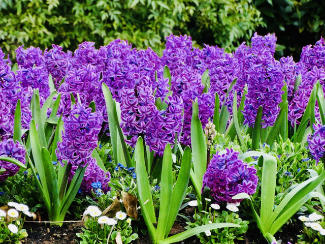 Step Into Spring at the Palm House, Belfast