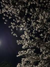 【兵庫】桜のトンネル