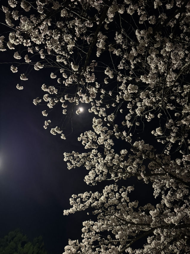 【兵庫】桜のトンネル