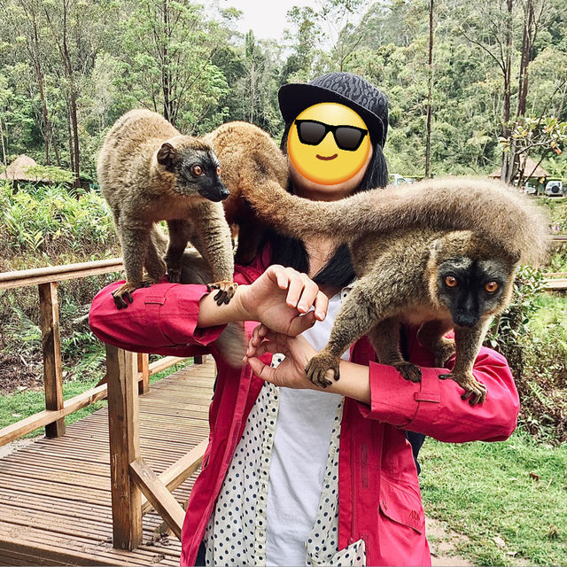Lemur Island｜看狐猴的最佳地點之一