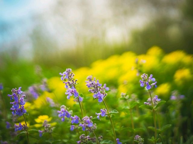 Furano in Full Bloom: Discover the Magic of Kaze no Garden