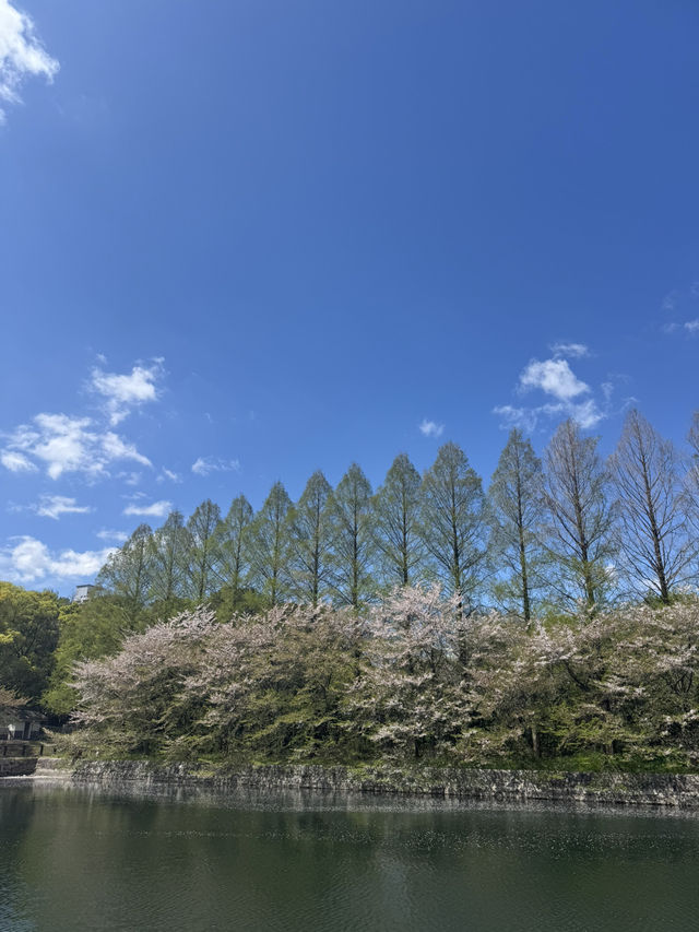 超靚😍🌸 大阪櫻花公園遊樂場 🌸 