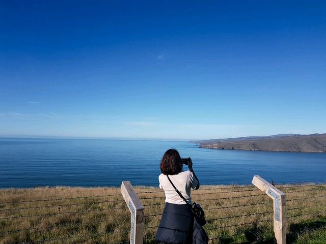 Exploring History and Coastline: Godley Head Park Adventure⛰️