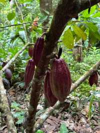 🌺 Adenna Rafflesia Garden – Witness the World’s Largest Flower in Sabah