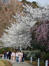 Sakura: Ephemeral Beauty and the Soul of Japanese Spring