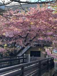 Petals & Skylines: The Poetry of Tokyo’s Cherry Blossoms