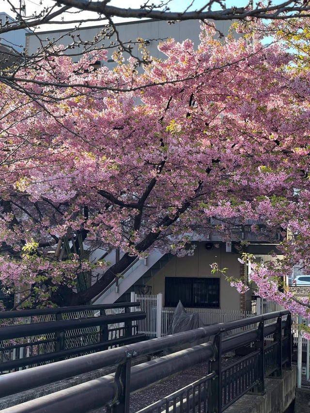 Petals & Skylines: The Poetry of Tokyo’s Cherry Blossoms