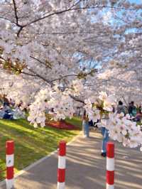 A Sea of Sakura: Gucun Park in Full Bloom