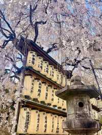 Hidden Sakura Spot in Kyoto | A Spring Tale at Ōishi Shrine
