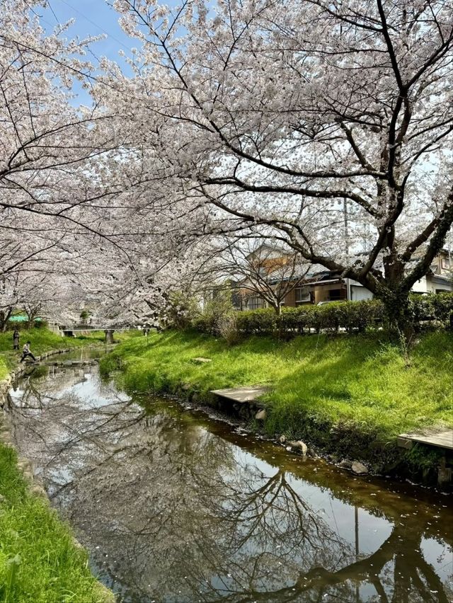 Motoarakawa River Cherry Blossoms– Saitama’s 4KM Floral Promenade