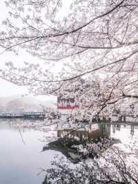 “Twin Blossoms of the Jiangnan Spring: Suzhou & Hangzhou in Bloom”