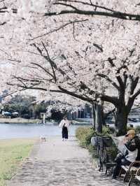 🌸 Spring Exchange | Cherry Blossoms by the Riverside and the Flow of Everyday Life
