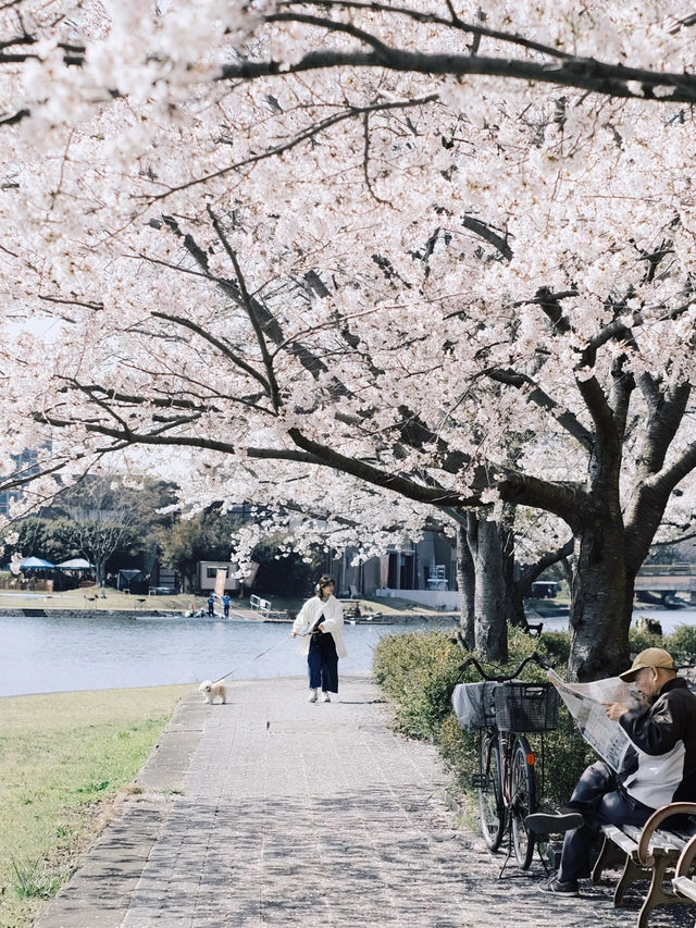 🌸 Spring Exchange | Cherry Blossoms by the Riverside and the Flow of Everyday Life