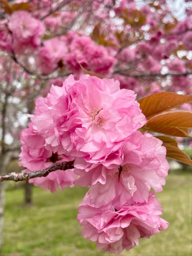 Shizumine Furusato Park Cherry Blossoms | A Pastoral Sakura Paradise in Ibaraki