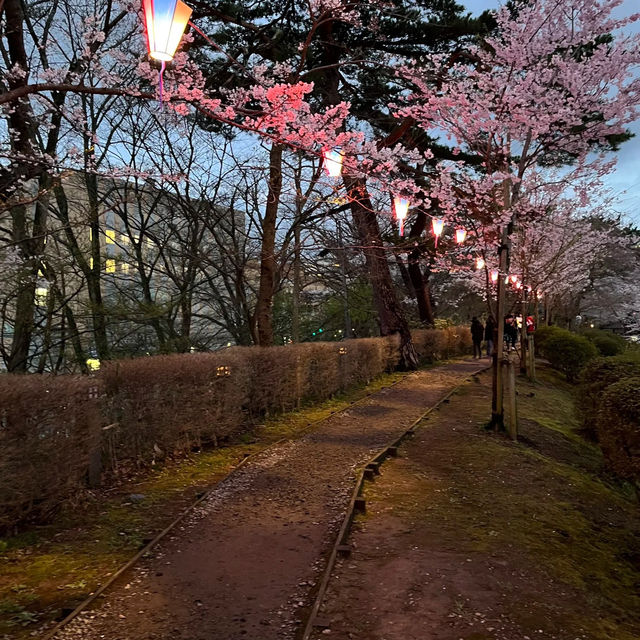 三輪南公園•夜櫻下的浪漫