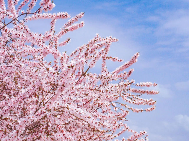  “Campus in Bloom: The Cherry Blossom Charm of Shanzhou University”