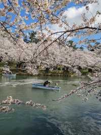 2025 Aomori Prefecture Sakura Front | Latest Blossom Updates 🌸✨