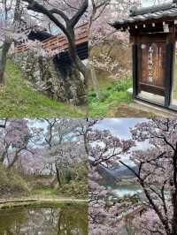 The Legendary Cherry Blossoms of Inaho Takato Castle Ruins 🌸⛩️