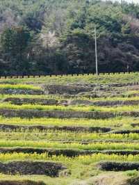Namhae's Paradangse: An Enchanting Escape