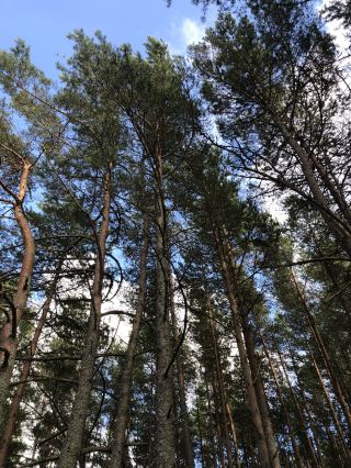 Spend the best afternoon in Smiltyne