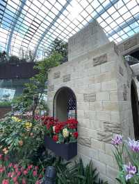 🇸🇬 Tulipmania is back in Flower Dome ! 