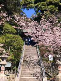 Kamakura Cherry Blossom Season: 2 Beautiful Spots to Enjoy Sakura 🌸