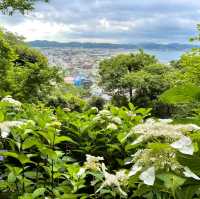【鎌倉】鎌倉の紫陽花 有名スポット長谷寺