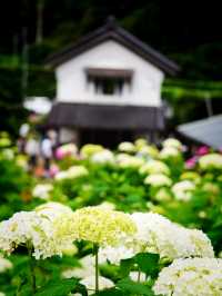 【千葉】1万株以上の紫陽花 メディアにもとりあげられる大人気紫陽花スポット！
