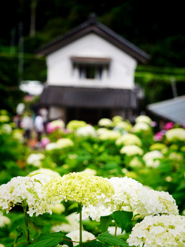 【千葉】1万株以上の紫陽花 メディアにもとりあげられる大人気紫陽花スポット！