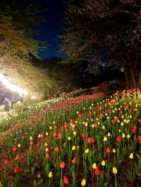 서대문 봄빛 축제 🌷 별빛에 더 화사해지는 밤 ⚘