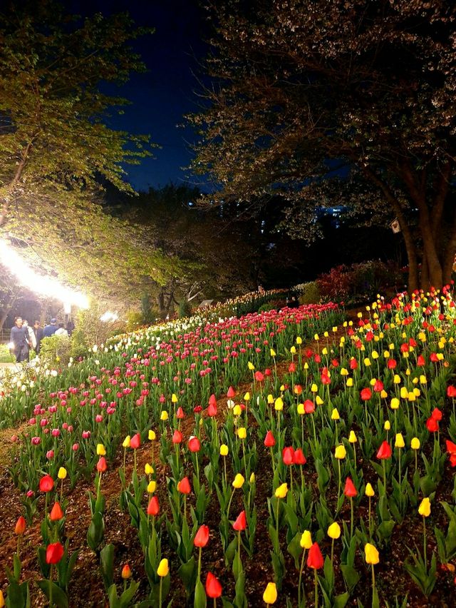 서대문 봄빛 축제 🌷 별빛에 더 화사해지는 밤 ⚘