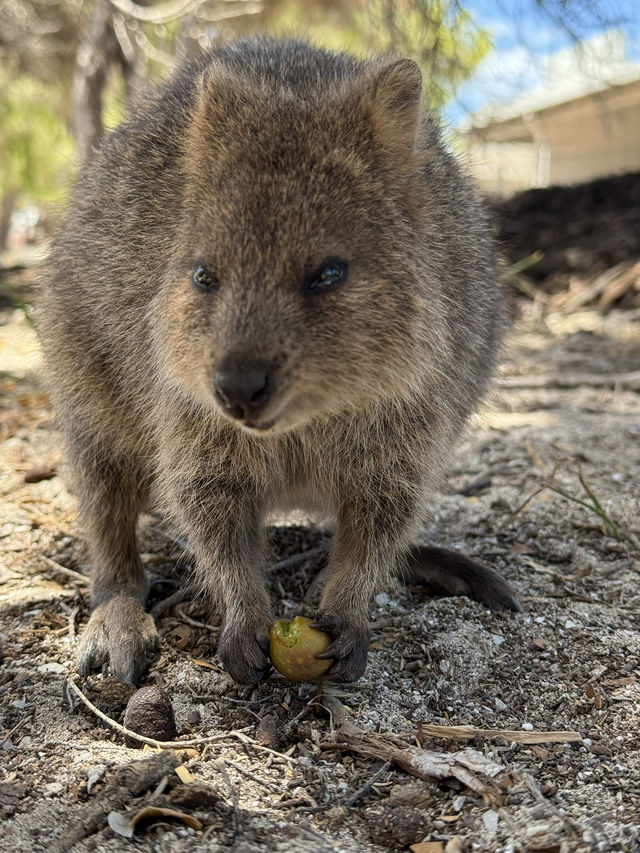 澳洲珀斯必去一日遊景點-羅特尼斯島（Rottnest Island）