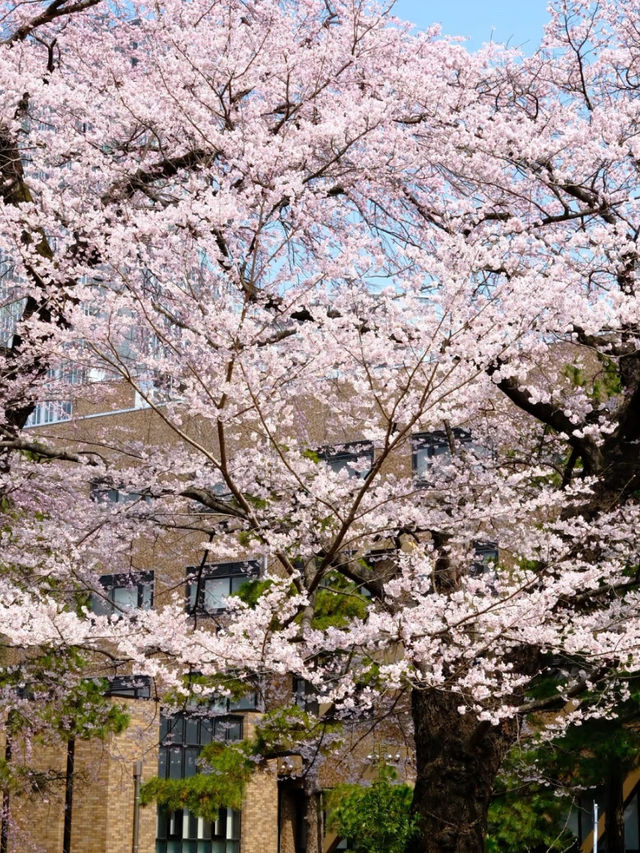 A Spring Pilgrimage: Cherry Blossoms and Lu Xun’s Legacy at Tohoku University