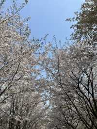 🌸首爾櫻花之旅🌸🇰🇷