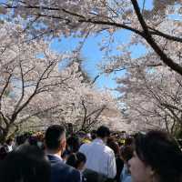 Cherry Blossom Dreams at Qingdao’s Zhongshan Park