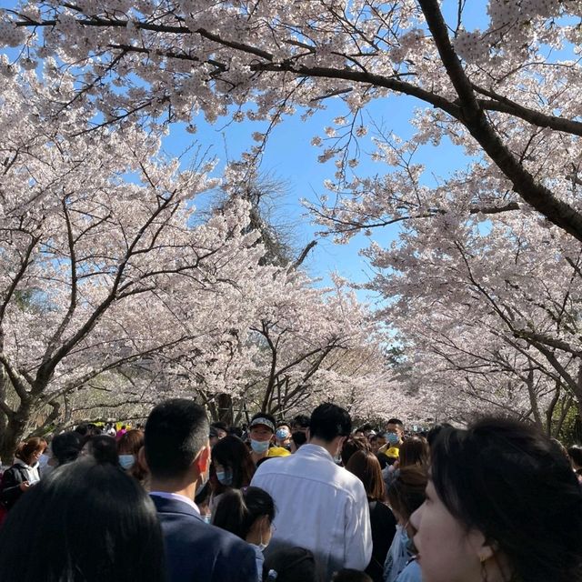 Cherry Blossom Dreams at Qingdao’s Zhongshan Park