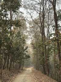Drive to Twenty Thousand Lake (Bis Hazari Tal), Tikauli, Chitwan: A Wild Encounter