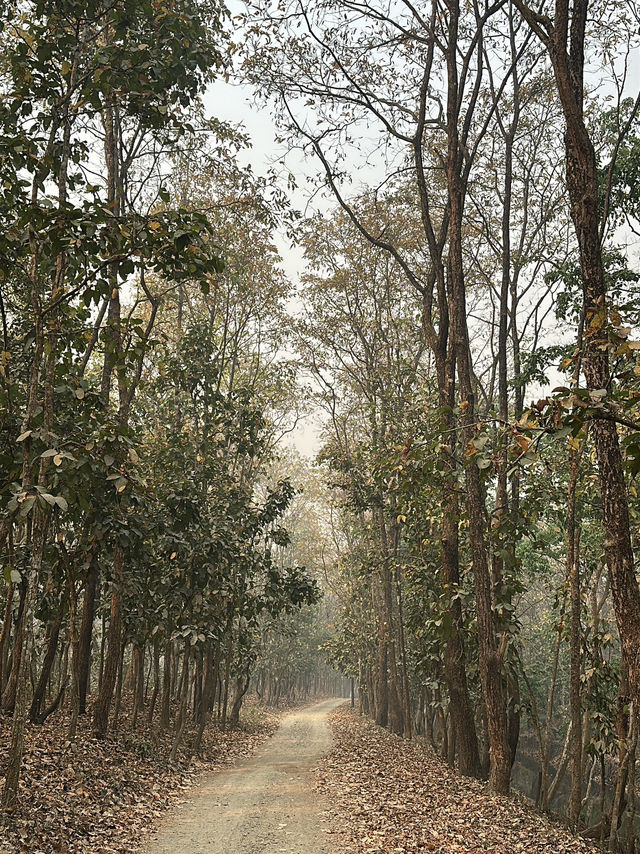 Drive to Twenty Thousand Lake (Bis Hazari Tal), Tikauli, Chitwan: A Wild Encounter