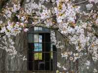 “Whispers of Spring: Sakura Serenity in Yufuin” 