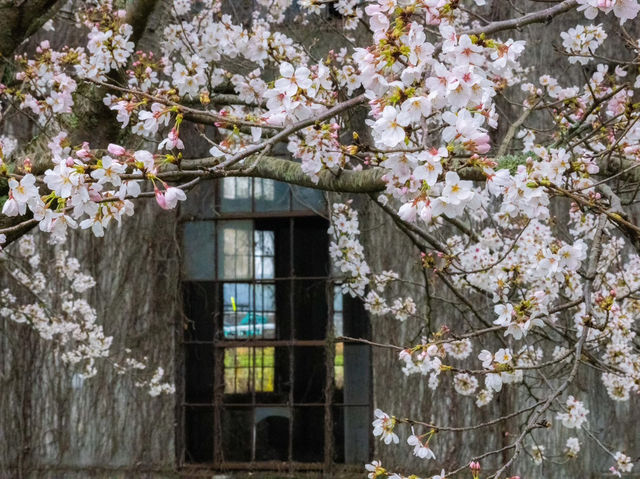 “Whispers of Spring: Sakura Serenity in Yufuin” 