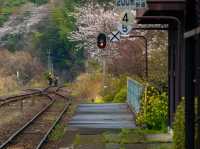 “Whispers of Spring: Sakura Serenity in Yufuin” 