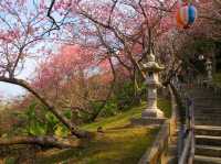 沖繩賞櫻，名護城跡公園的絕美海景櫻花