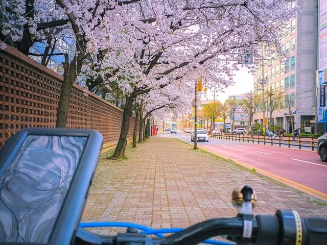 Jeonju – Korea’s Cultural Heartbeat Wrapped in Hanok & Bibimbap